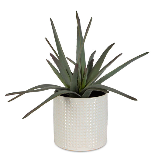 A Statement Making Cluster Of Aloe Potted In A Dimpled Ceramic Container And Glazed In Ivory With Beige Undertones.