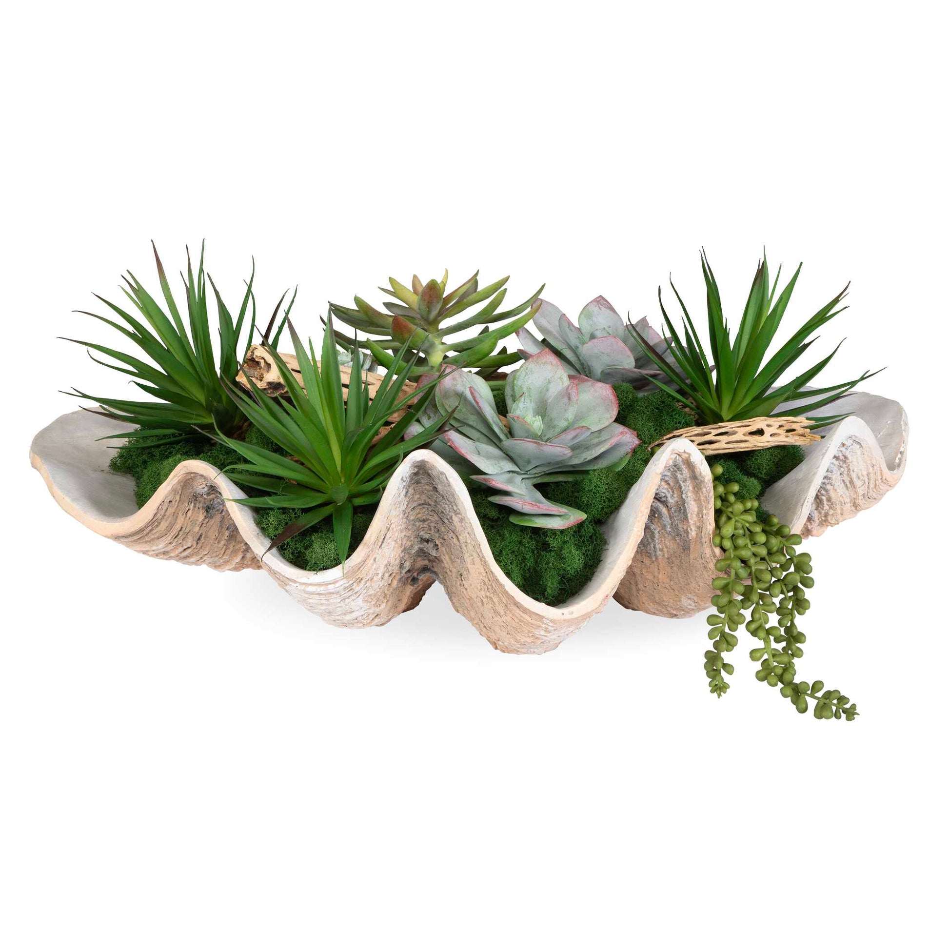 A Seaside Blend That Transports You Right To The Beach. A Mix Of Succulents, Natural Moss And Natural Cholla Wood Are Nestled Into A Neutral Finished Clam Shell Bowl.